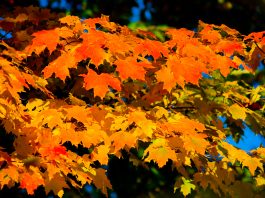 Fall Color Destinations around Great Lakes