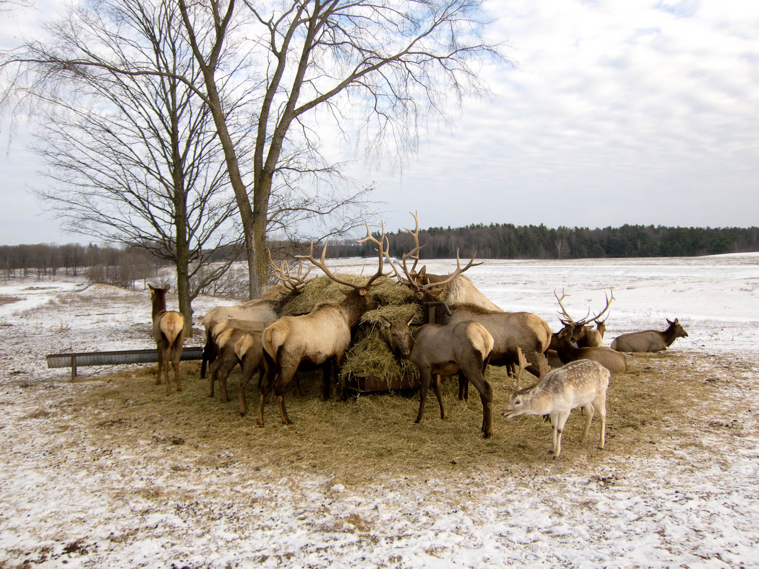 Where to See Elk in Michigan Great Lakes EXPLORER